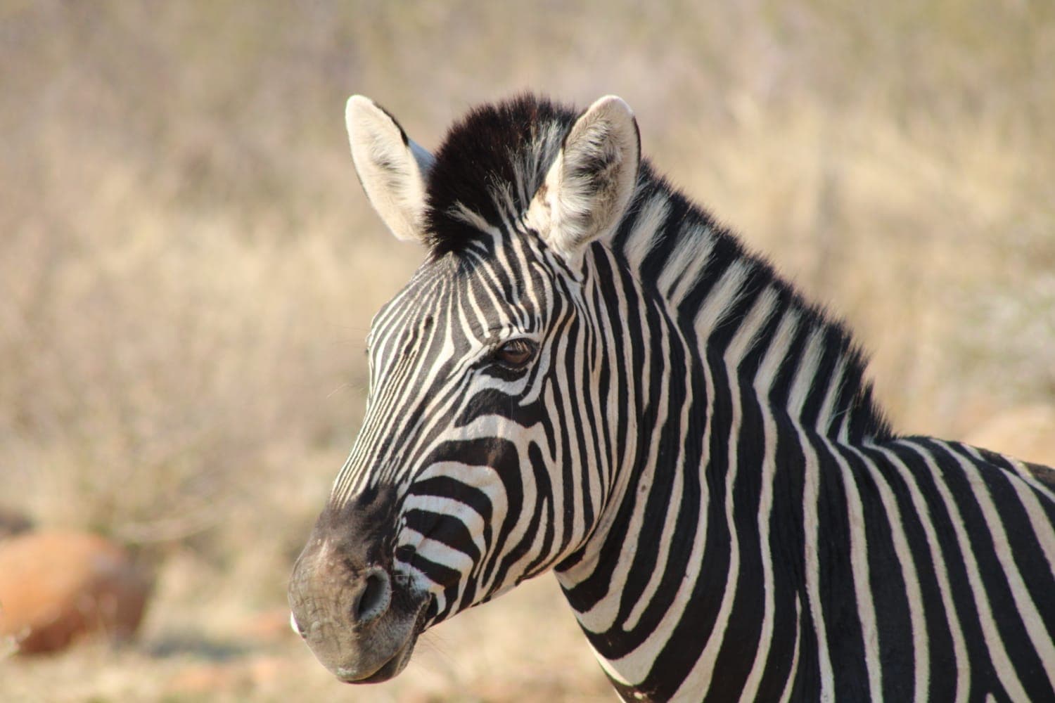 About Pilanesberg Game Reserve