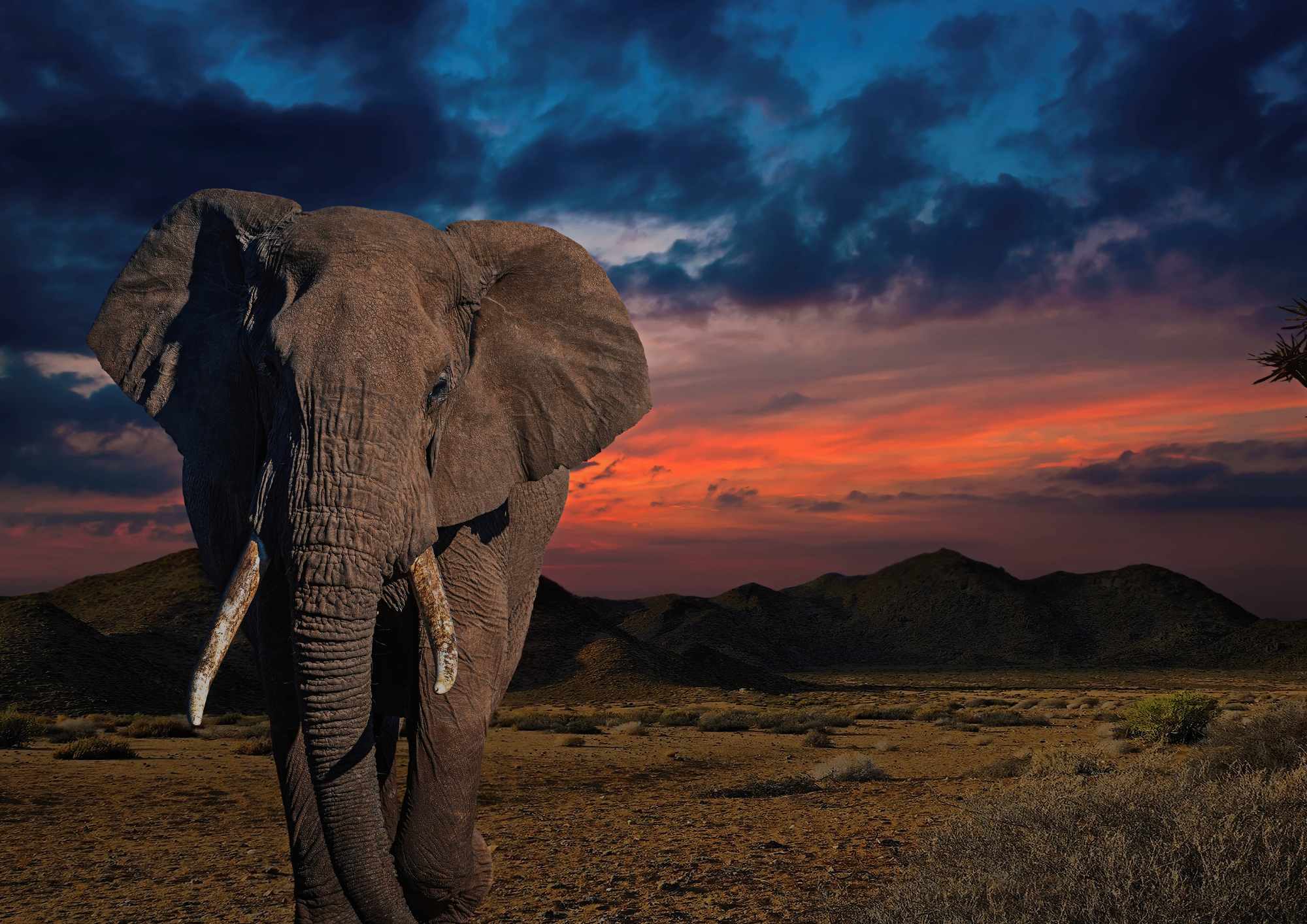 Learn About the African Elephant