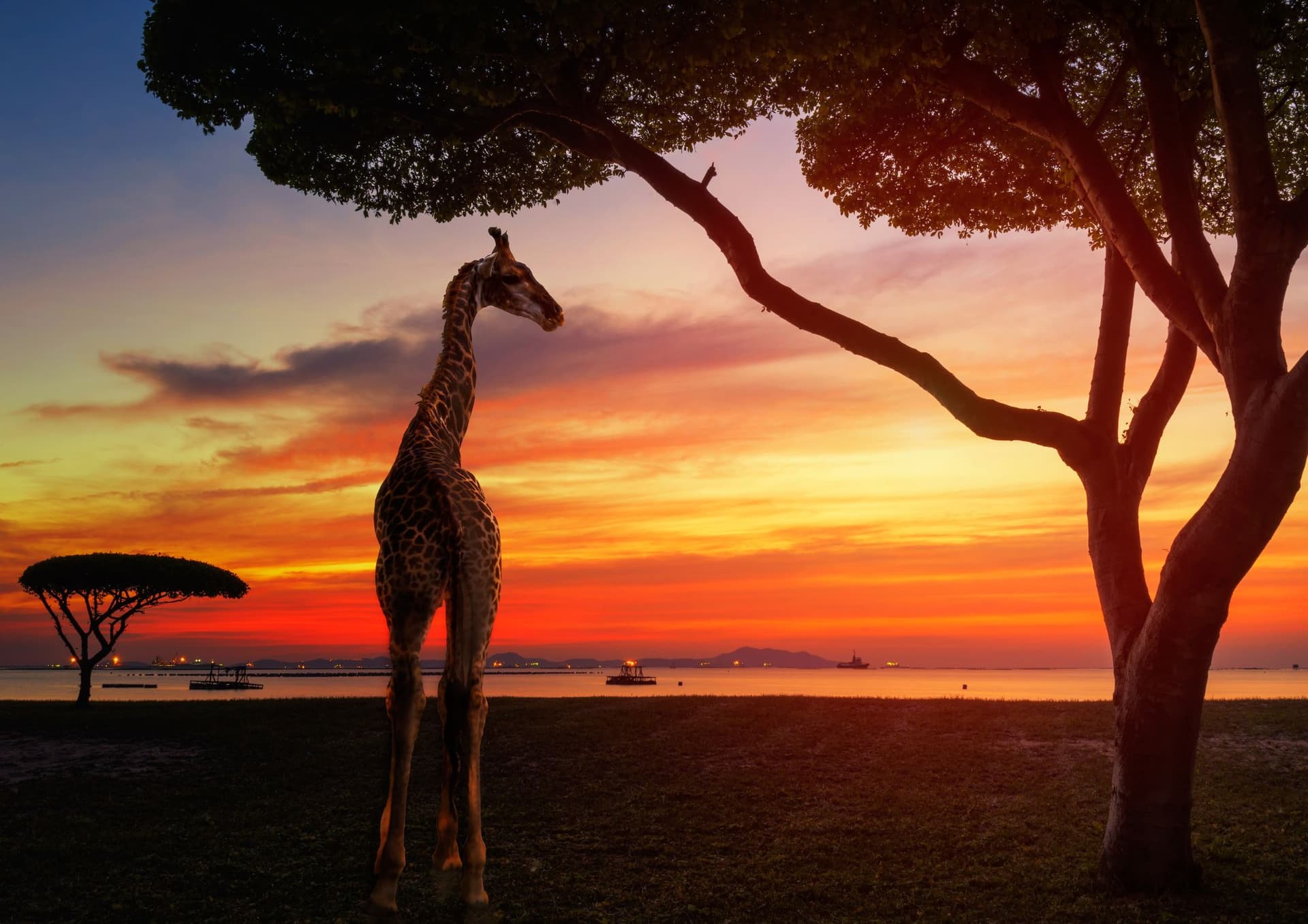 The wonders of Giraffe