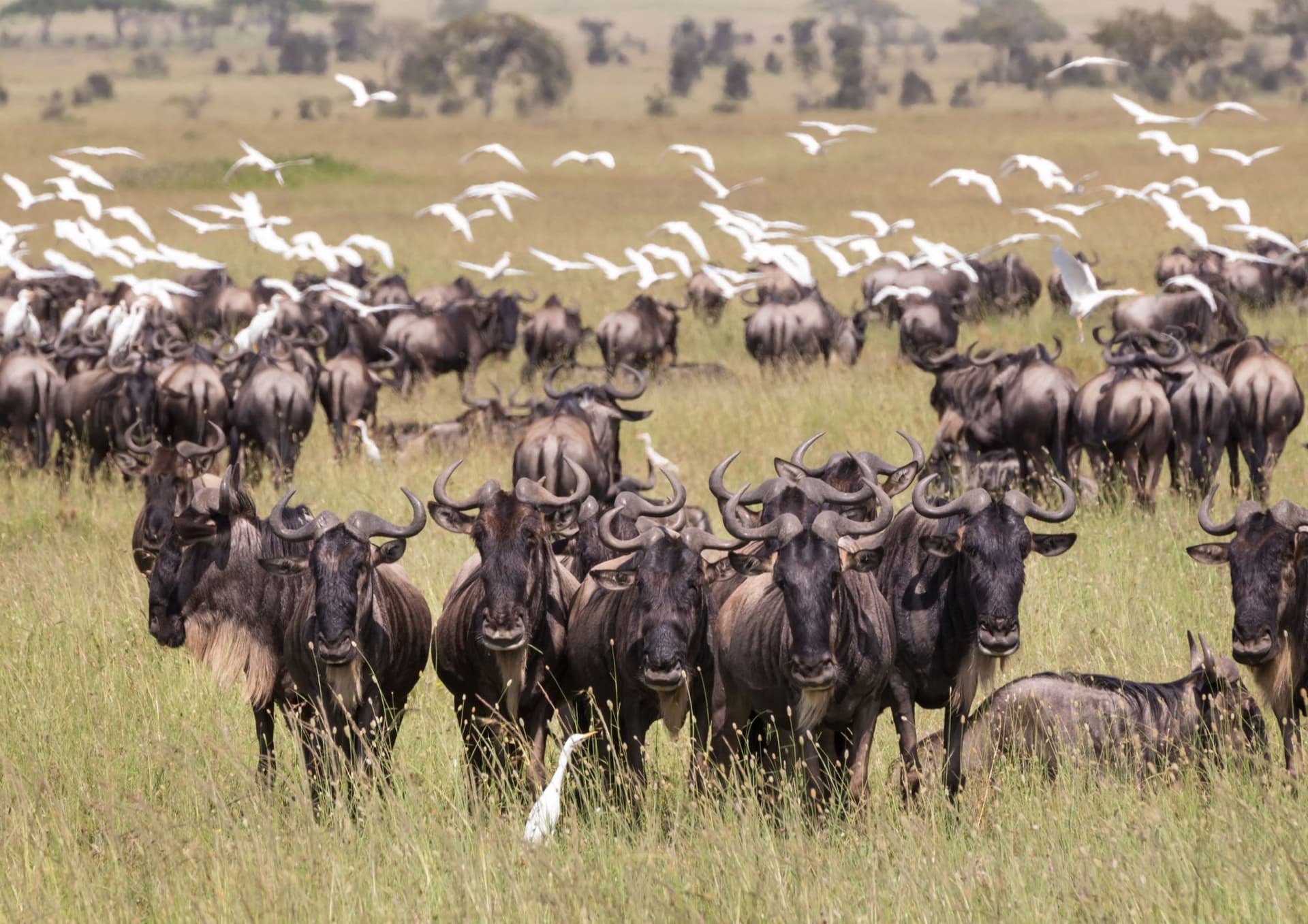 The Wonders of Wildebeest Migration