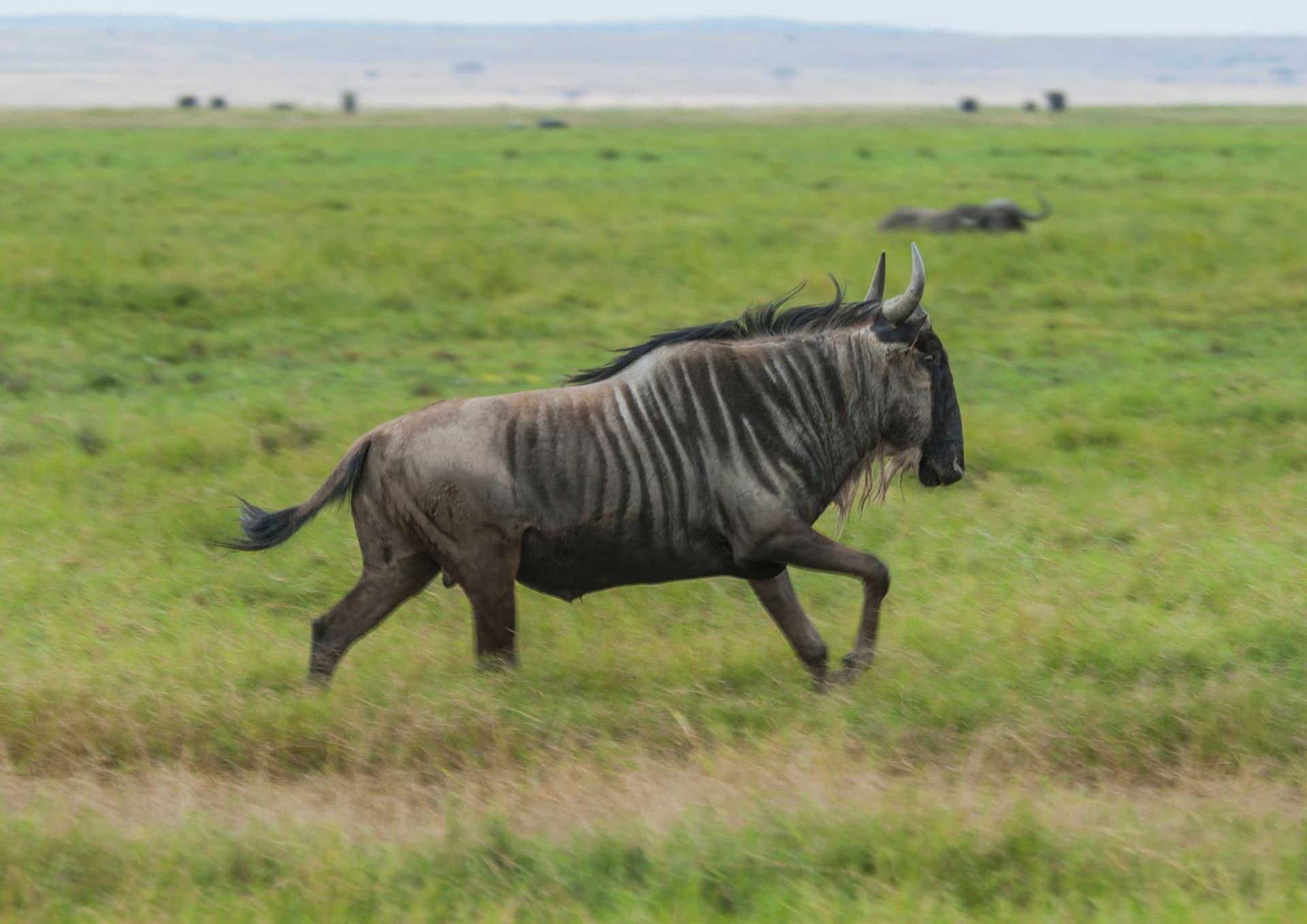 The Wonders of The Wonders of Wildebeest