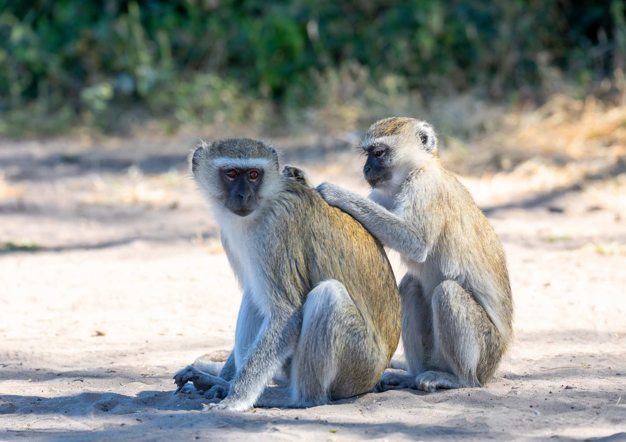 Vervet monkey