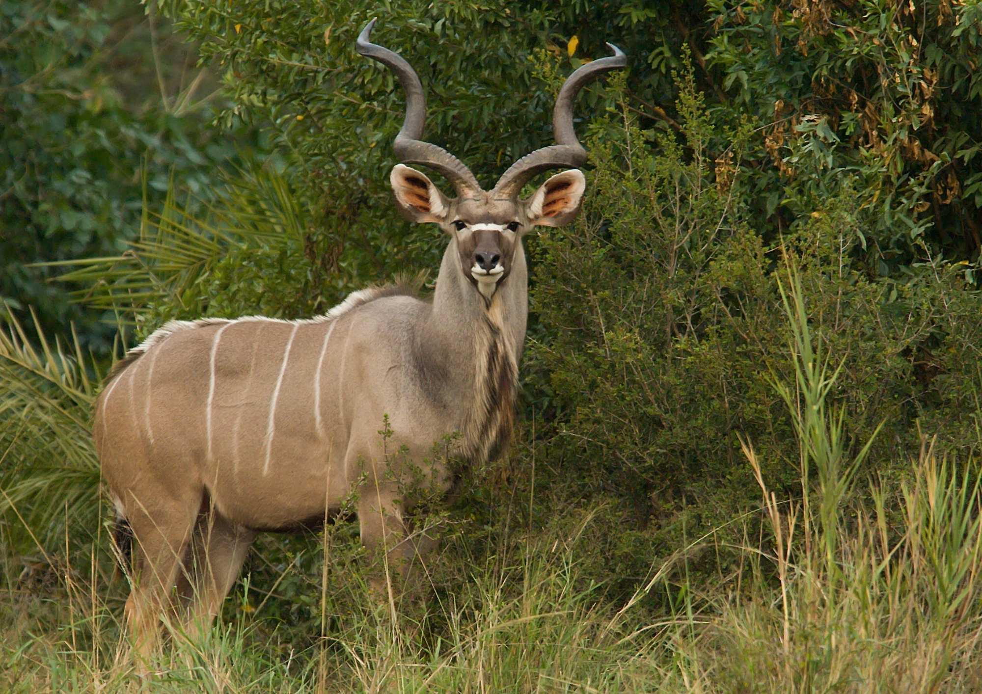 About The Kudu — The Kosher Safari blog