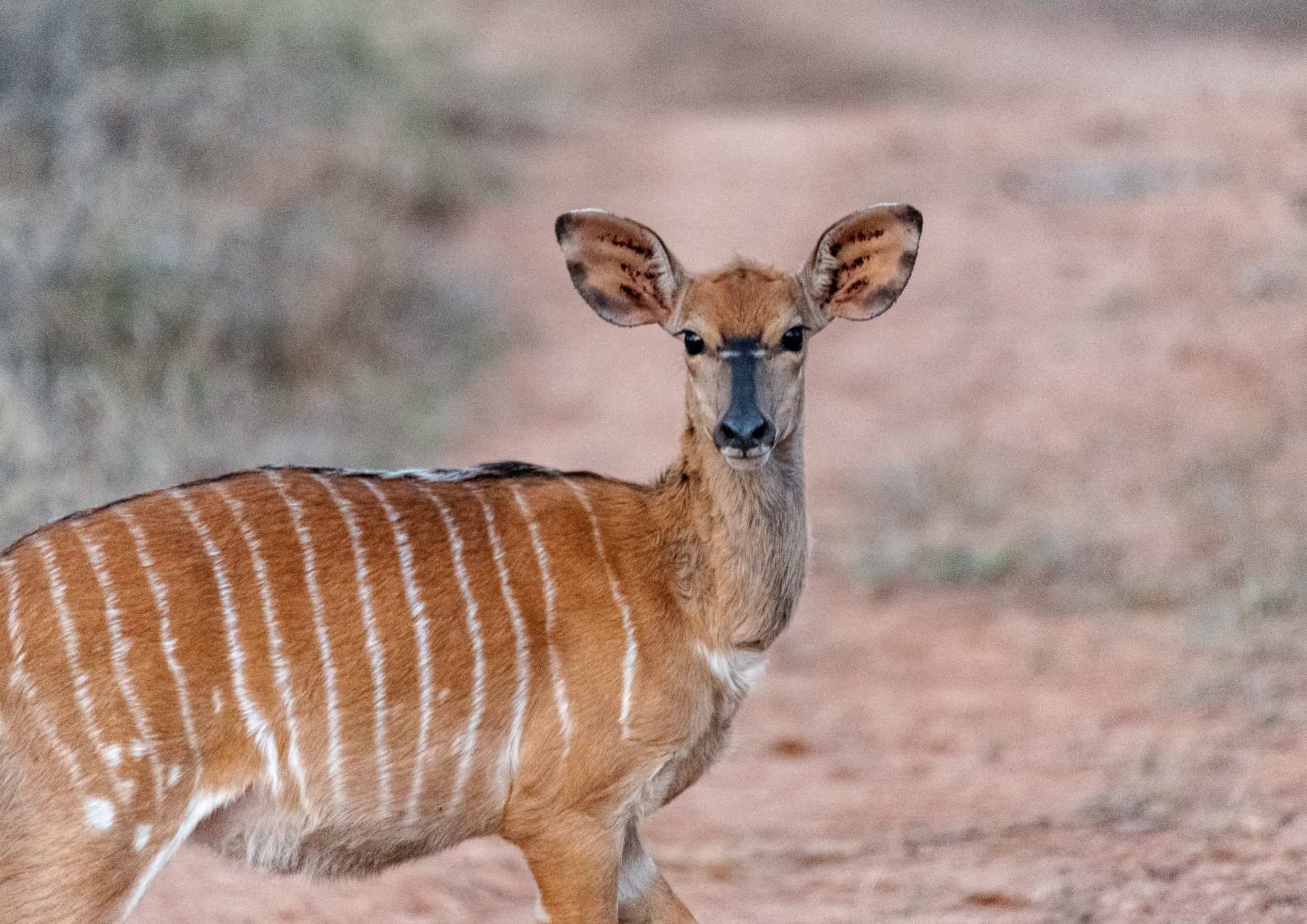 The Nyala — The Kosher Safari blog