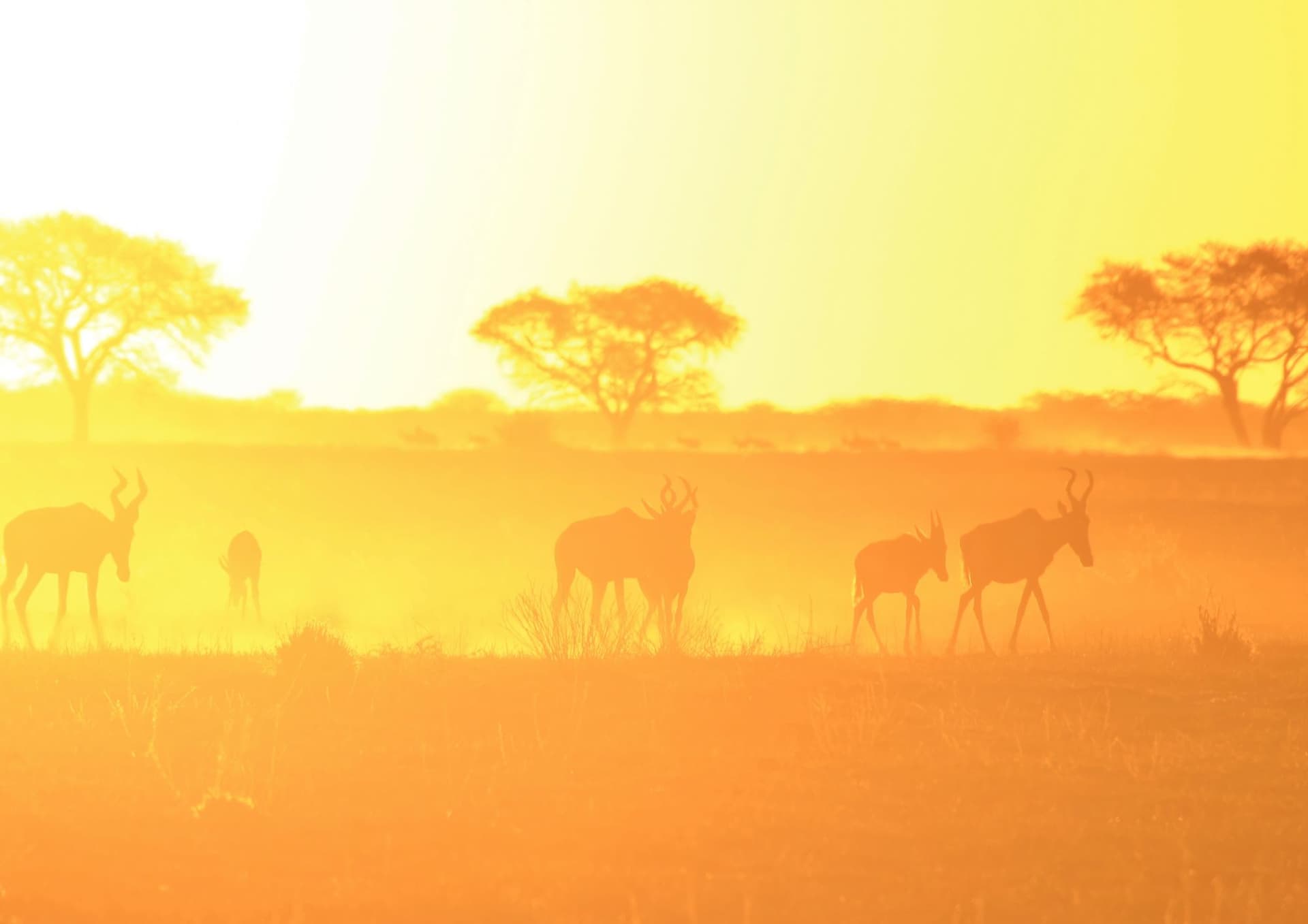 Wonders of the Red Hartebeest: Nature's Uniquely Striking Antelope