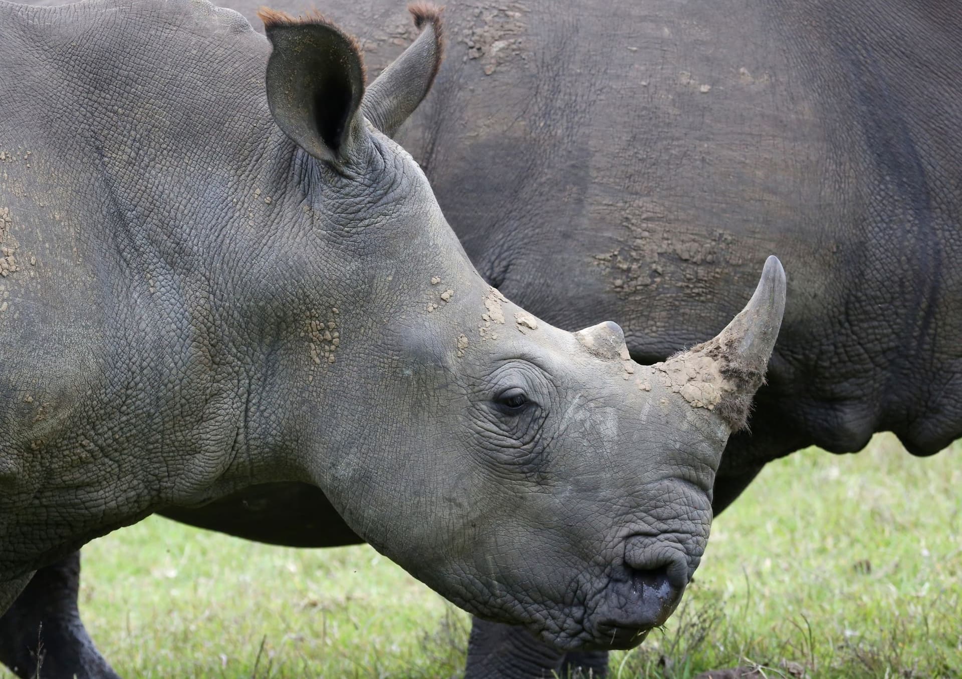 The differences between white and black rhinoceroses