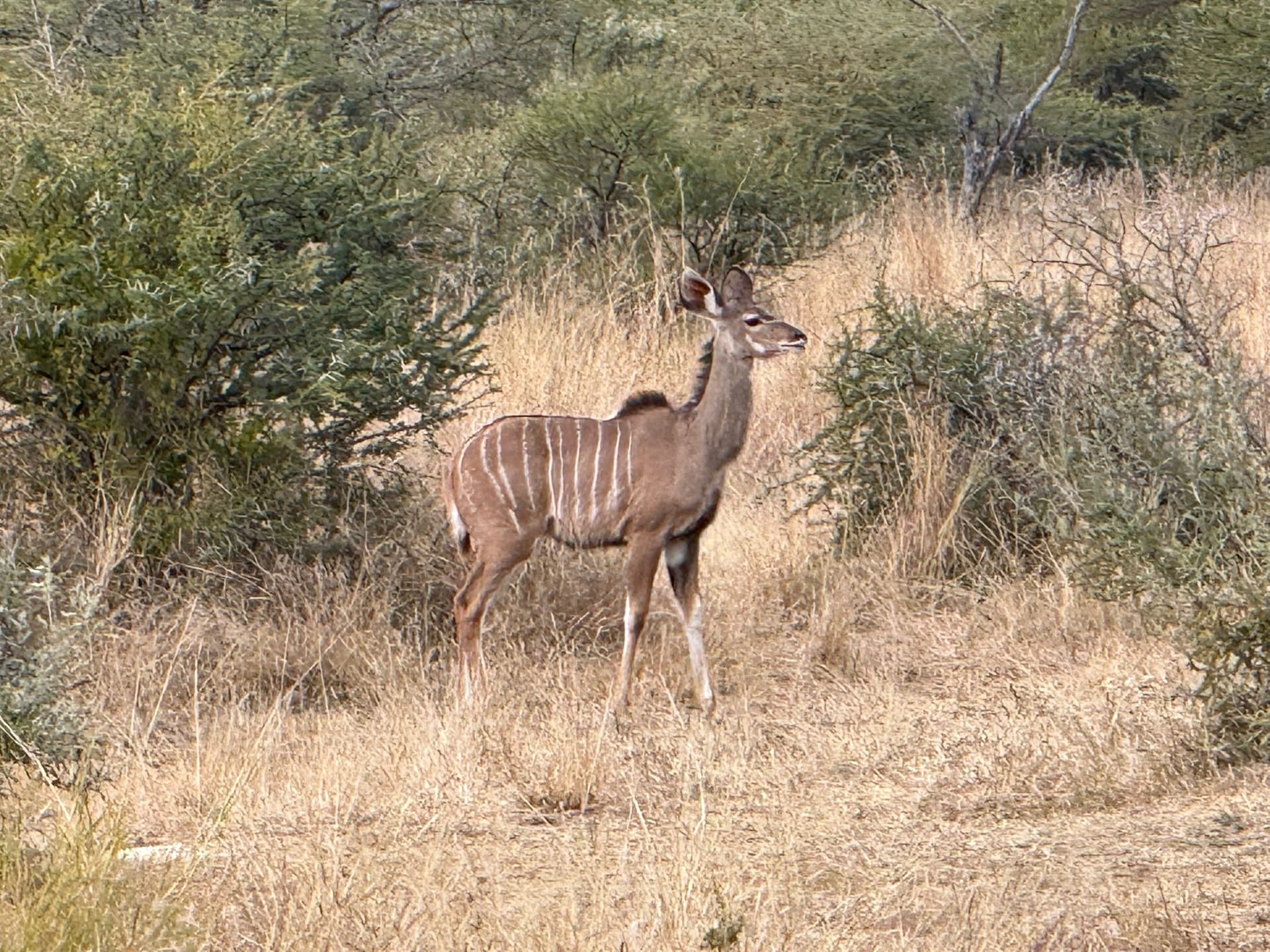 Gazelles on Safari: What to Know Before You Go