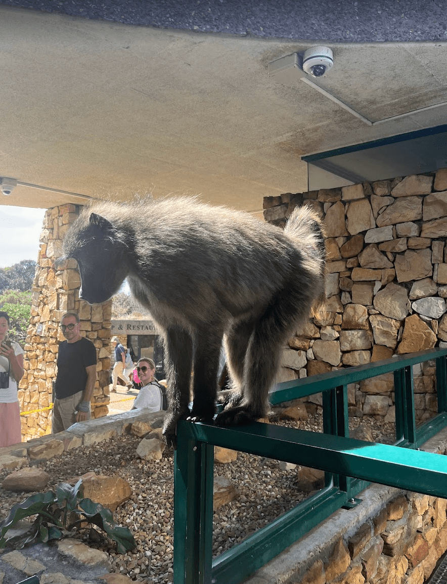 Baboons on Safari: What to Expect and How to Behave Around Them