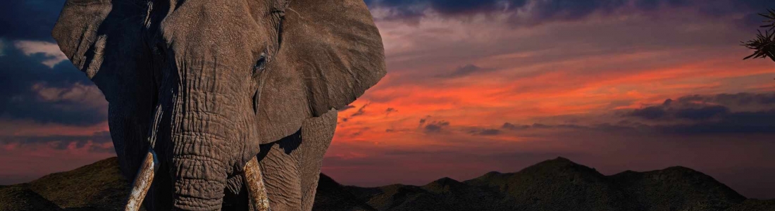 Learn About the African Elephant