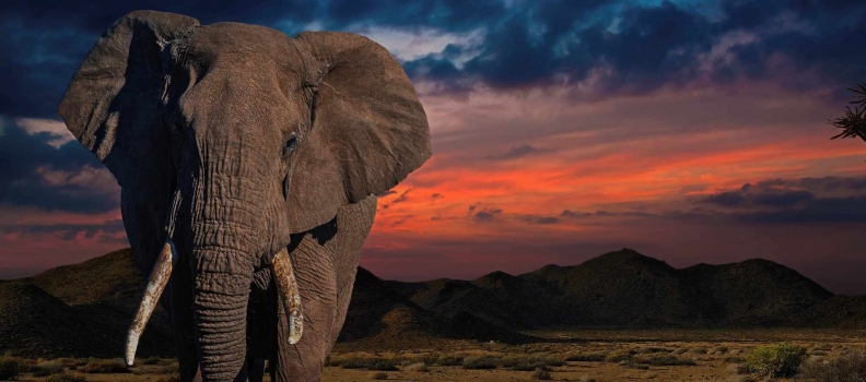 Learn About the African Elephant