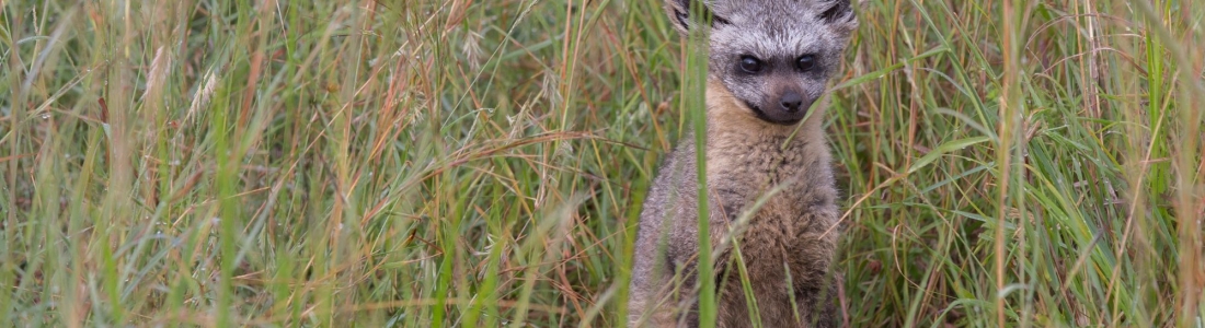 Discover the Amazing World of the Bat-Eared Fox!