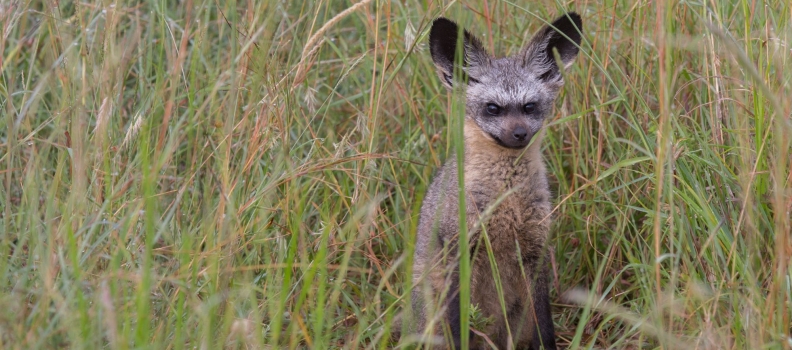 Discover the Amazing World of the Bat-Eared Fox!