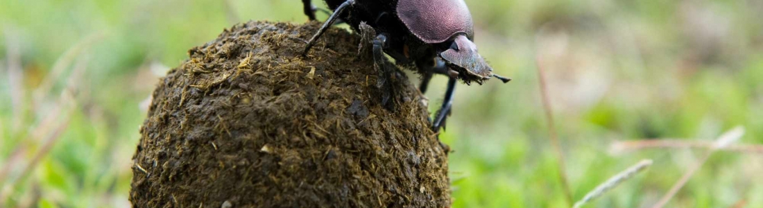 The Amazing World of Dung Beetels