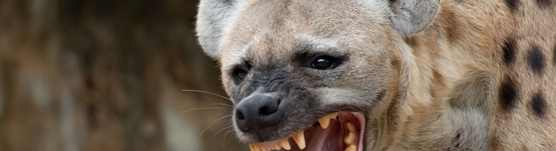 Unveiling the Fascinating Facts About Hyenas