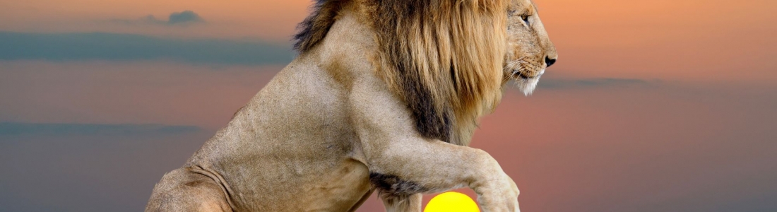 Amazing Wonders of The Lion