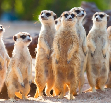 Uncovering the Amazing World of Meerkats