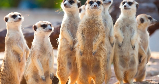 Uncovering the Amazing World of Meerkats