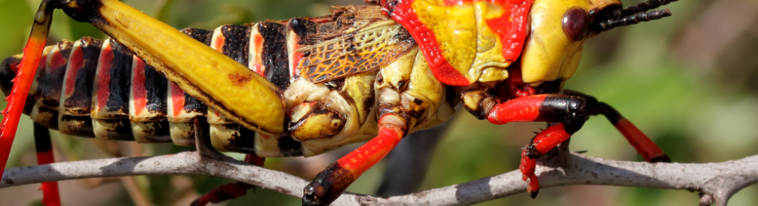 Eww Bugs…Wow Amazing Creatures