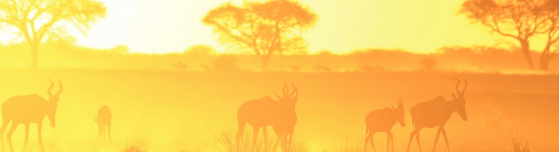 Wonders of the Red Hartebeest: Nature’s Uniquely Striking Antelope
