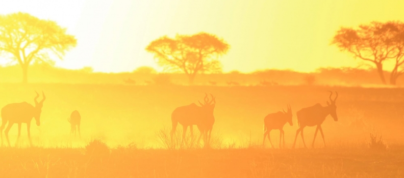 Wonders of the Red Hartebeest: Nature’s Uniquely Striking Antelope