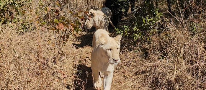 Lion Walk Victoria Falls
