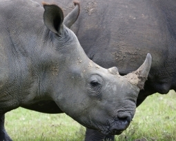 The differences between white and black rhinoceroses