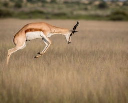 Unlock the Wonders of Springbok: A Guide to South Africa’s National Animal