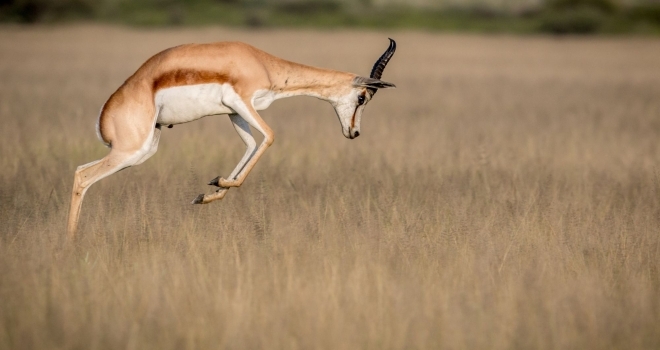 Unlock the Wonders of Springbok: A Guide to South Africa’s National Animal